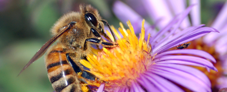 La alergia a las abejas puede ser controlada fácilmente con medidas de seguridad